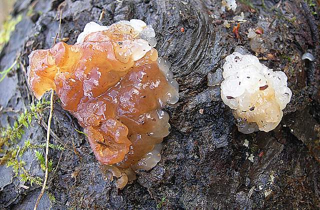 I  Funghi  dopo  l''Uragano